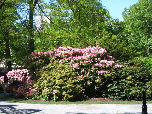 Rhododendrons by the main gates of the Halifax Public Gardens