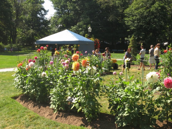 NS Dahlia Society tent at the Dahlia bed during Dahlia Day at the Halifax Public Gardens